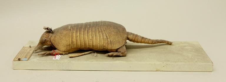 animal naturalisé : mammifère : Tatou à 9 bandes