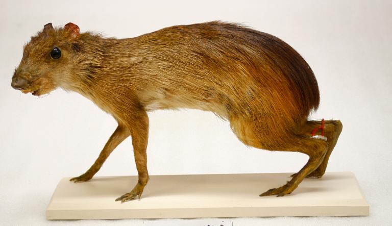 animal naturalisé : mammifère : Agouti