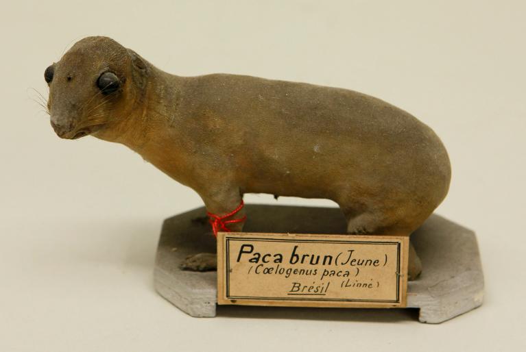 animal naturalisé : mammifère : Paca