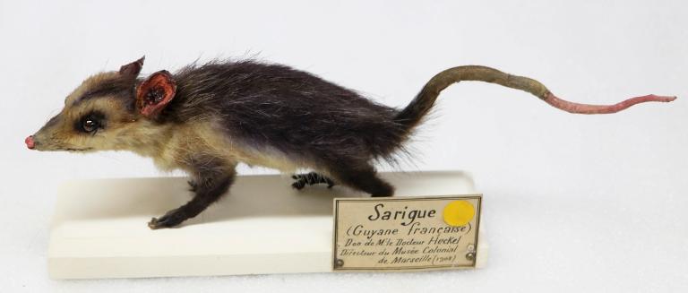 animal naturalisé : mammifère : Opposum de Virginie