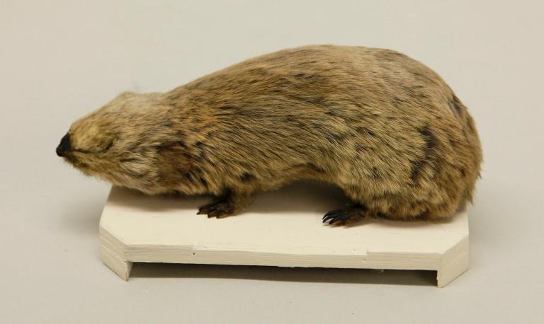 animal naturalisé : mammifère : Spalax occidental