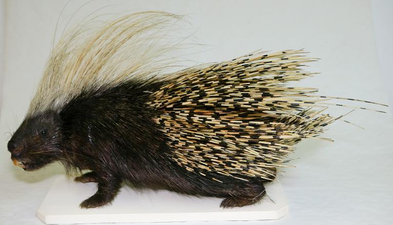 animal naturalisé : mammifère : Porc-épic