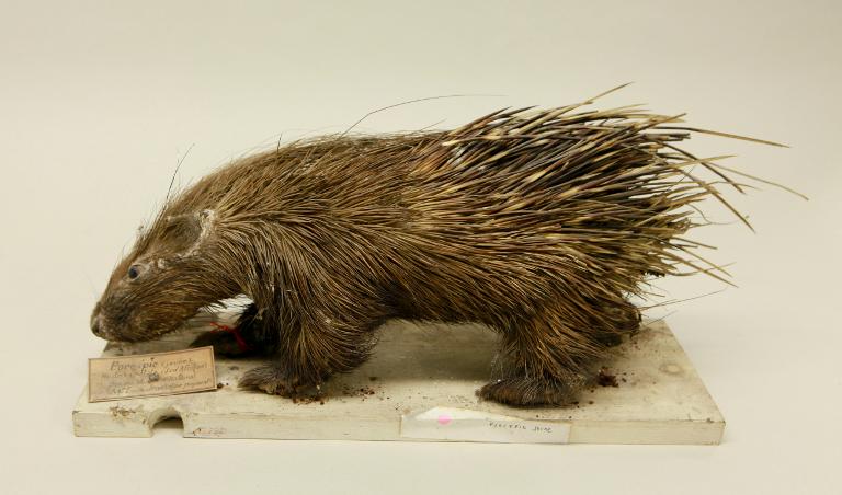 animal naturalisé : mammifère : Porc-épic d'Afrique du sud