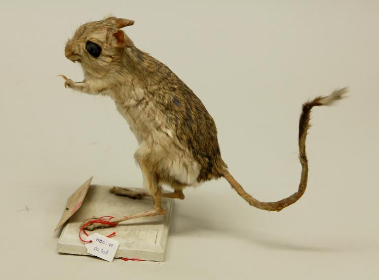 animal naturalisé : mammifère : Gerboise