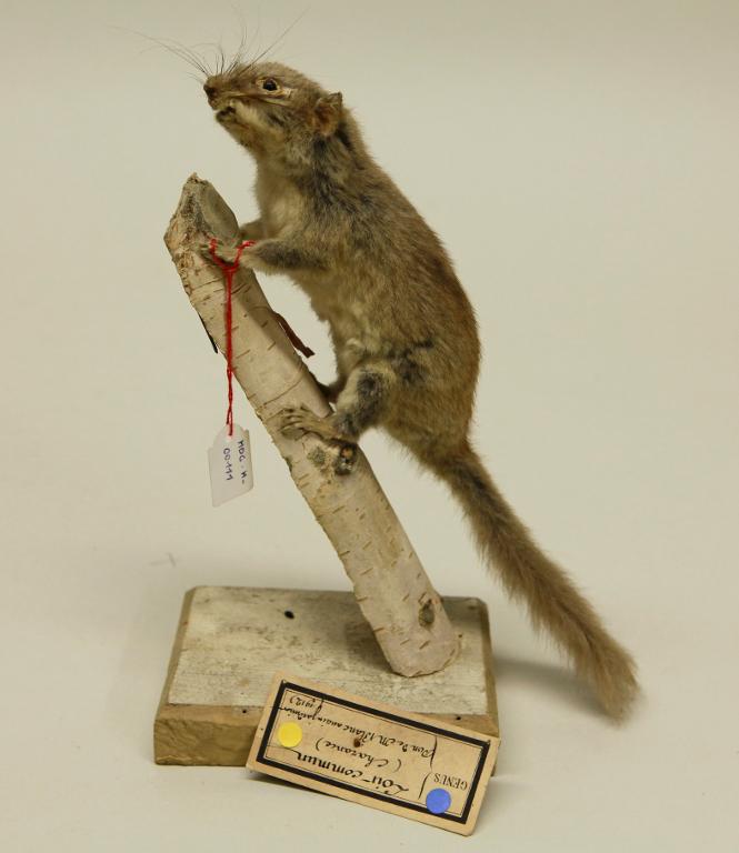 animal naturalisé : mammifère : Loir