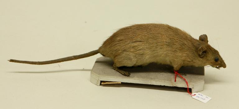 animal naturalisé : mammifère : Rat surmulot