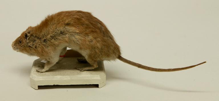 animal naturalisé : mammifère : Rat surmulot