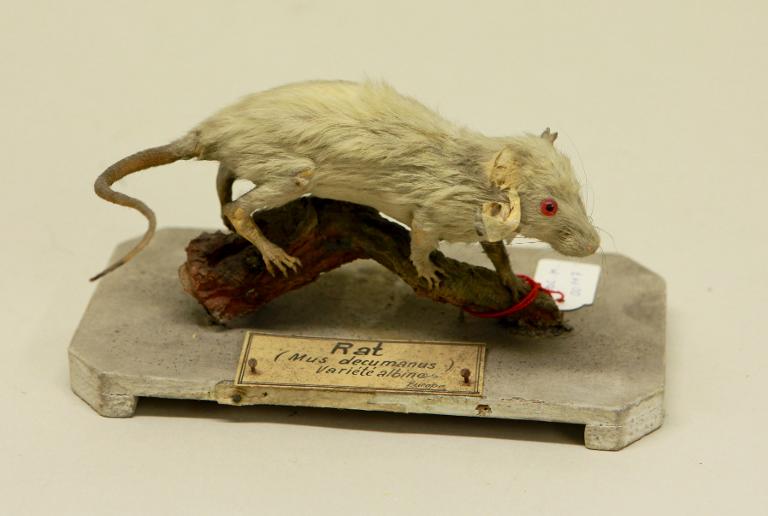 animal naturalisé : mammifère : Rat surmulot