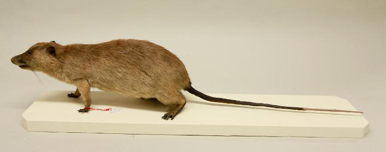 animal naturalisé : mammifère : Rat de Gambie