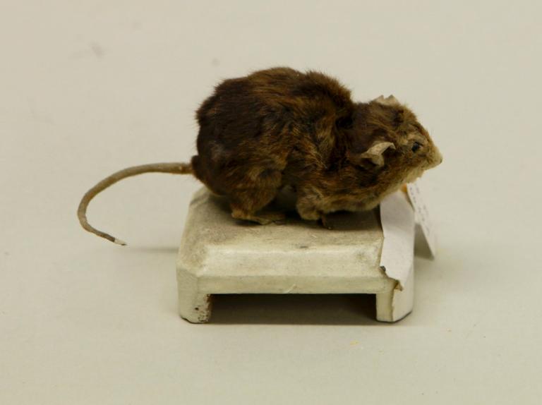 animal naturalisé : mammifère : Souris grise