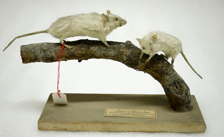 animal naturalisé : mammifère : Souris grise