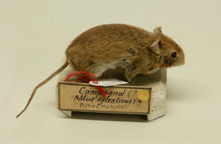 animal naturalisé : mammifère : Mulot sylvestre