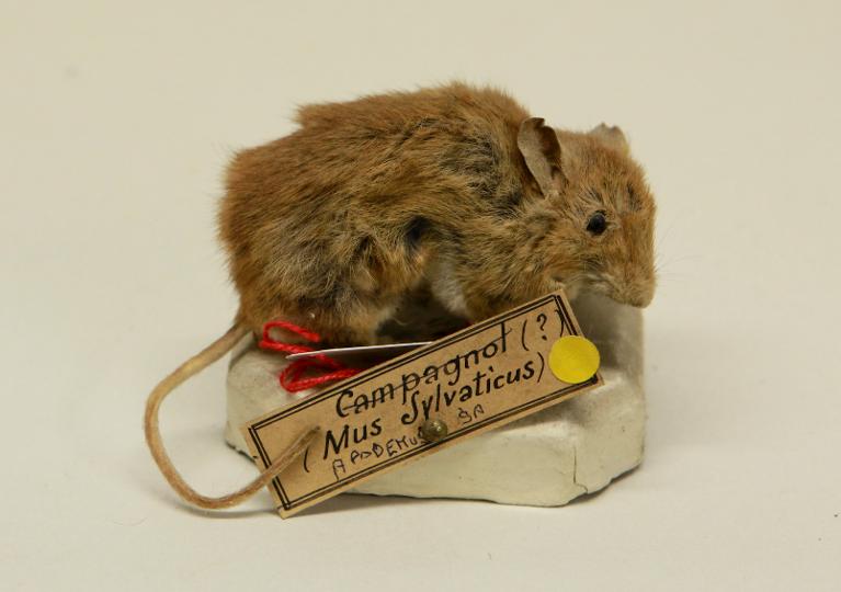 animal naturalisé : mammifère : Mulot sylvestre