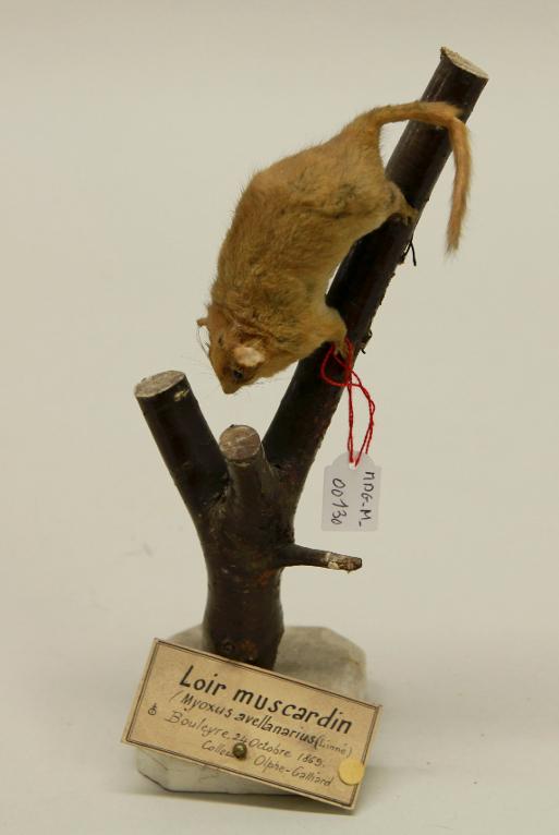 animal naturalisé : mammifère : Muscardin