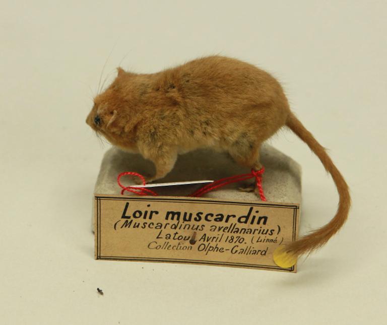 animal naturalisé : mammifère : Muscardin