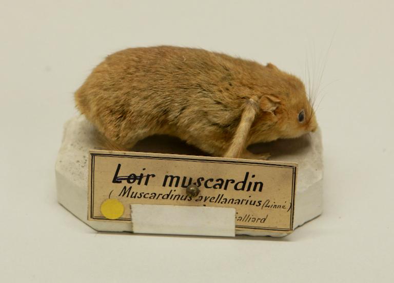 animal naturalisé : mammifère : Muscardin