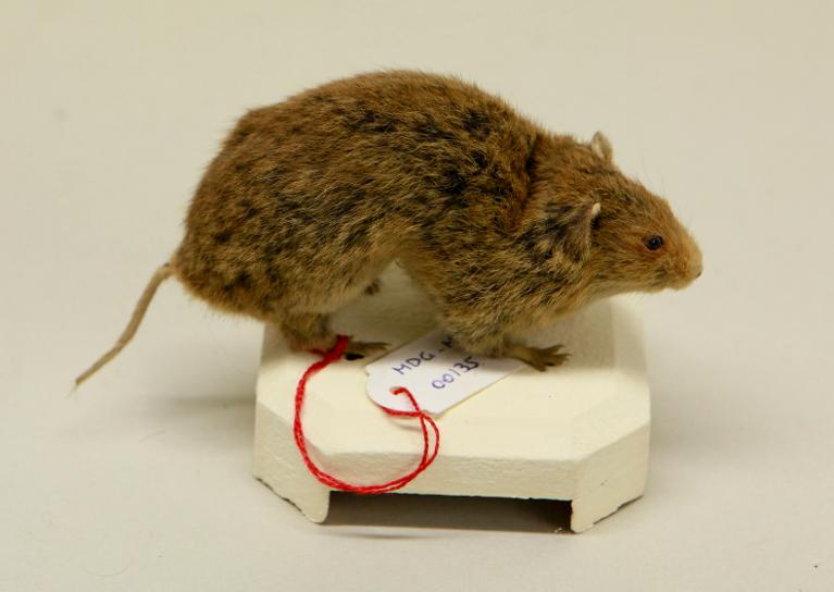 animal naturalisé : mammifère : Campagnol roussâtre