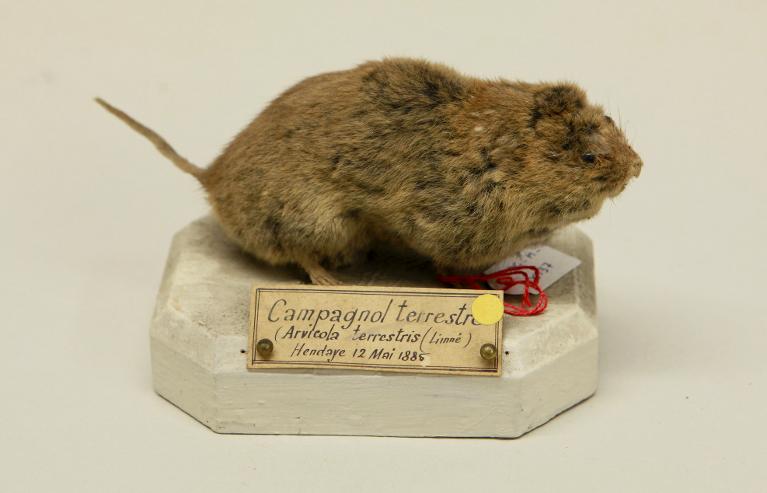 animal naturalisé : mammifère : Campagnol terrestre