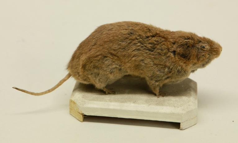 animal naturalisé : mammifère : Campagnol terrestre