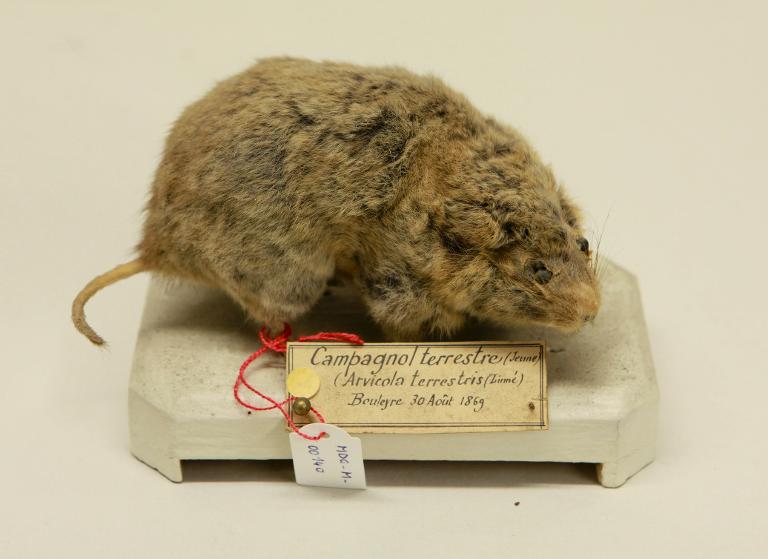 animal naturalisé : mammifère : Campagnol terrestre