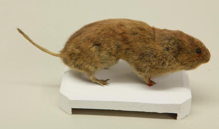 animal naturalisé : mammifère : Campagnol terrestre