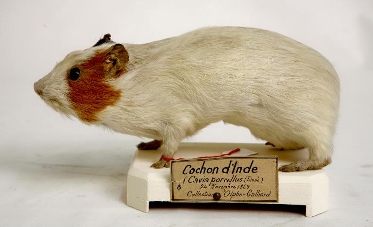 animal naturalisé : mammifère : Cobaye ou Cochon d'Inde