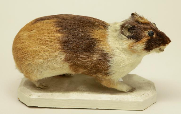 animal naturalisé : mammifère : Cobaye ou Cochon d'Inde