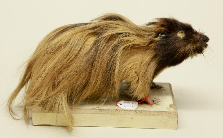 animal naturalisé : mammifère : Cobaye ou cochon d'Inde