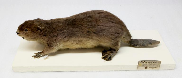 animal naturalisé : mammifère : Castor d'Europe