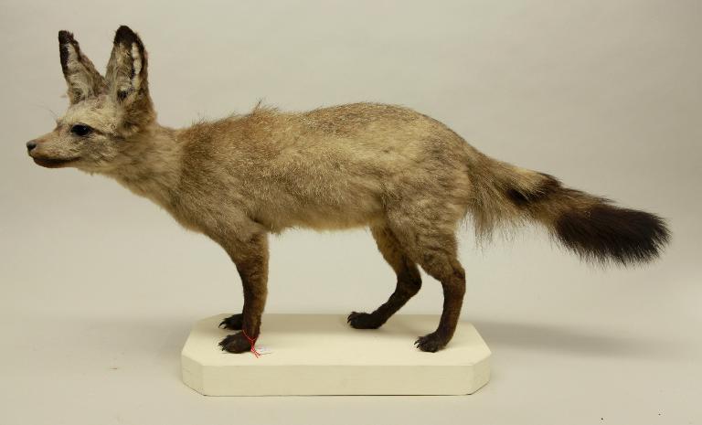 animal naturalisé : mammifère : Otocyon