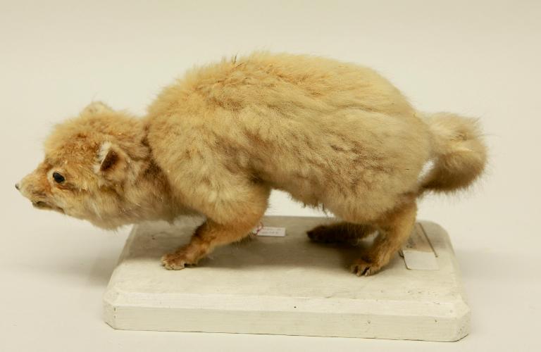 animal naturalisé : mammifère : Renard