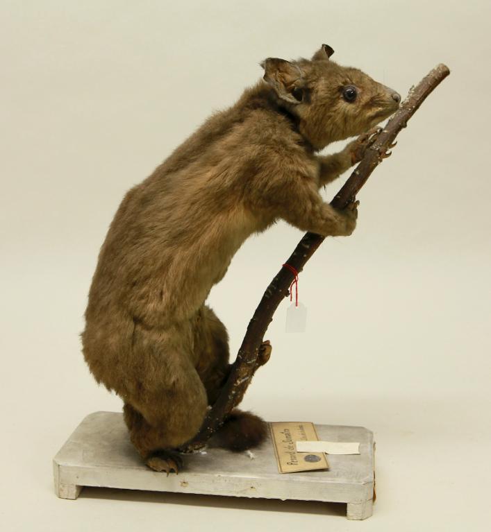 animal naturalisé : mammifère : Phalanger à queue touffue