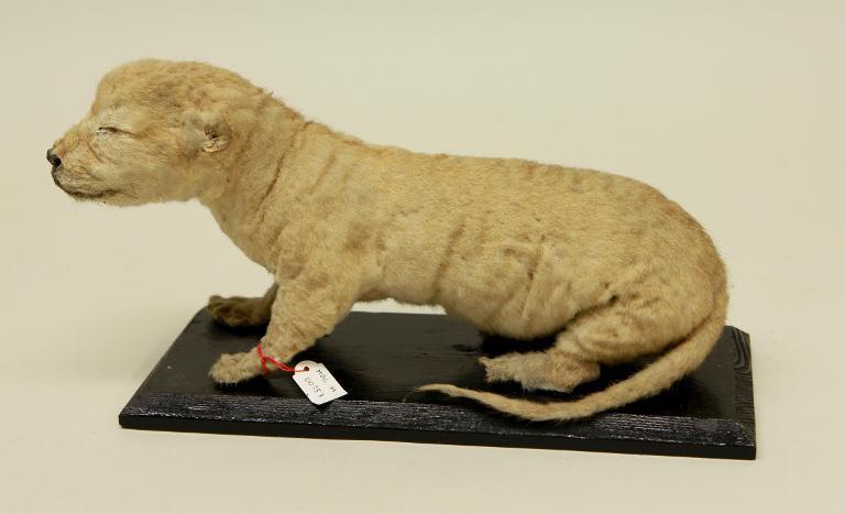 animal naturalisé : mammifère : Lion