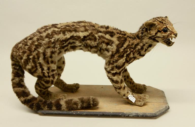 animal naturalisé : mammifère : Margay