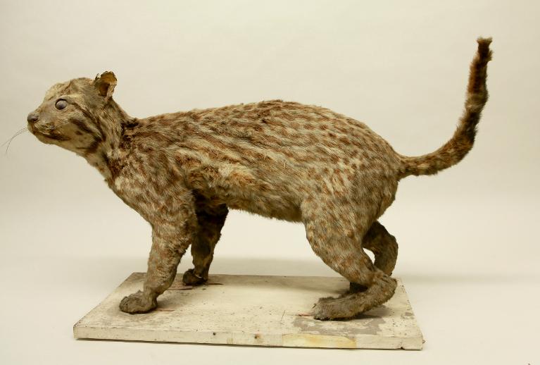 animal naturalisé : mammifère : Ocelot