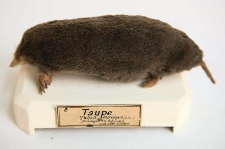 animal naturalisé : mammifère : Taupe