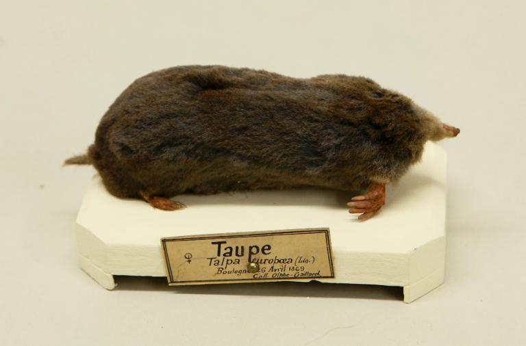 animal naturalisé : mammifère : Taupe