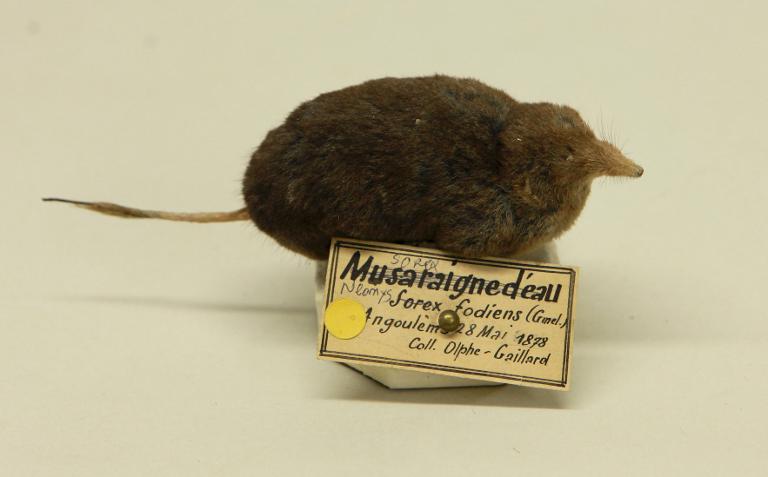 animal naturalisé : mammifère : Crossope aquatique