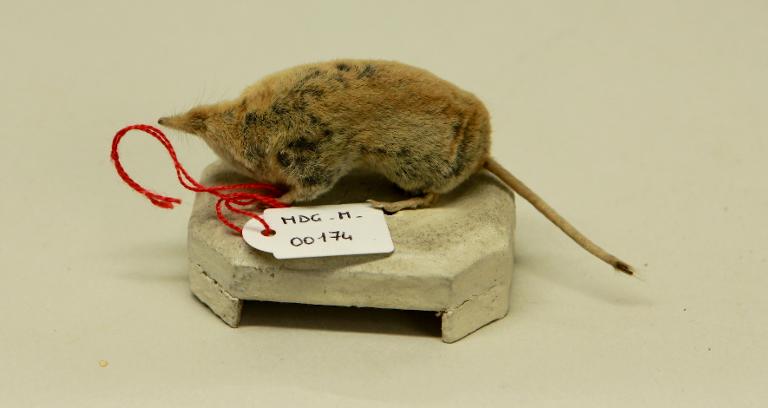 animal naturalisé : mammifère : Musaraigne