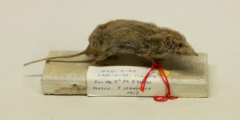 animal naturalisé : mammifère : Musaraigne musette