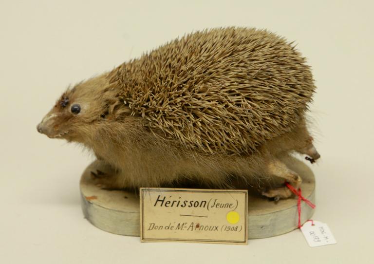 animal naturalisé : mammifère : Hérisson d'Europe