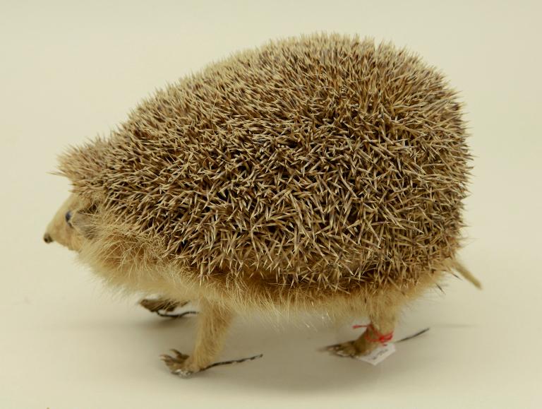 animal naturalisé : mammifère : Hérisson d'Europe