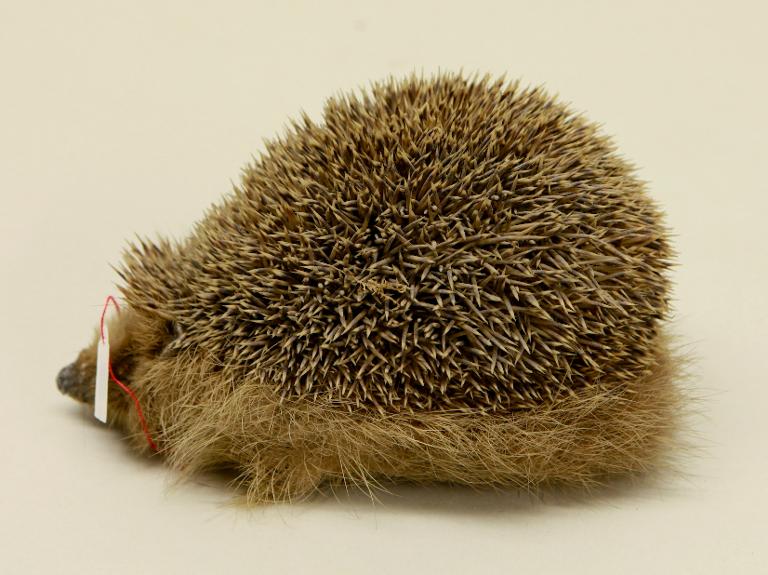 animal naturalisé : mammifère : Hérisson d'Europe