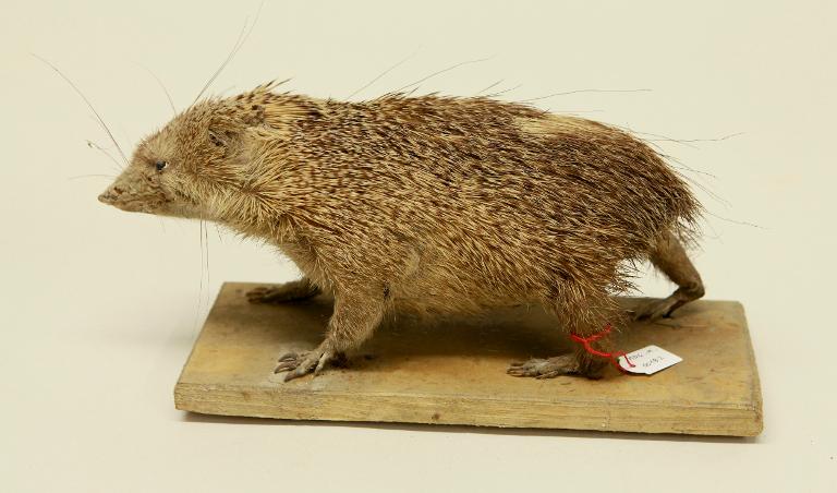 animal naturalisé : mammifère : Tenrec