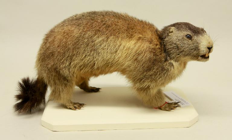 animal naturalisé : mammifère : Marmotte des Alpes
