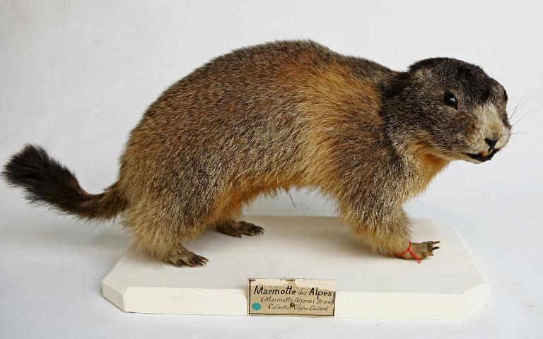 animal naturalisé : mammifère : Marmottes des Alpes