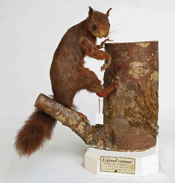 animal naturalisé : mammifère : Ecureuil Roux