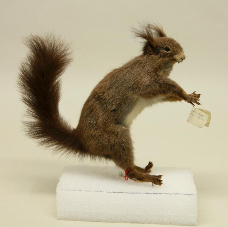 animal naturalisé : mammifère : Ecureuil roux