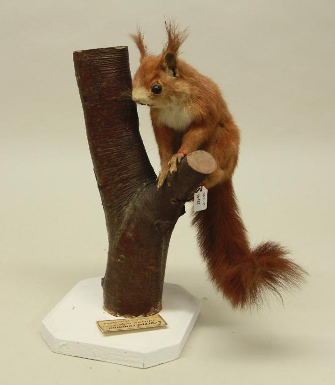 animal naturalisé : mammifère : Ecureuil roux
