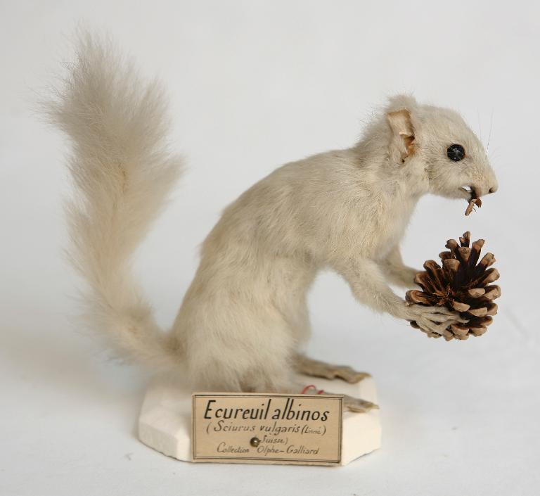 animal naturalisé : mammifère : Ecureuil Roux  (Albinos)